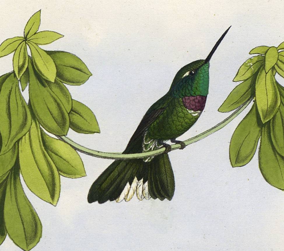Histoire naturelle des oiseaux-mouches et colibris, Etienne Mulsant, cote 360 ©Musée des confluences