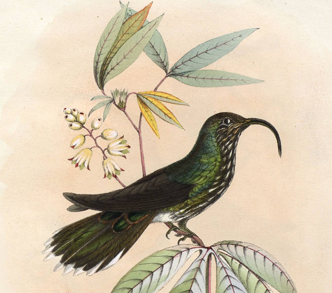 Histoire naturelle des oiseaux-mouches et colibris, Etienne Mulsant, cote 360 ©Musée des confluences
