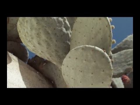 ESKIMO-HANA ( official video )